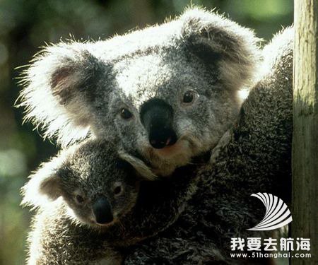 考拉